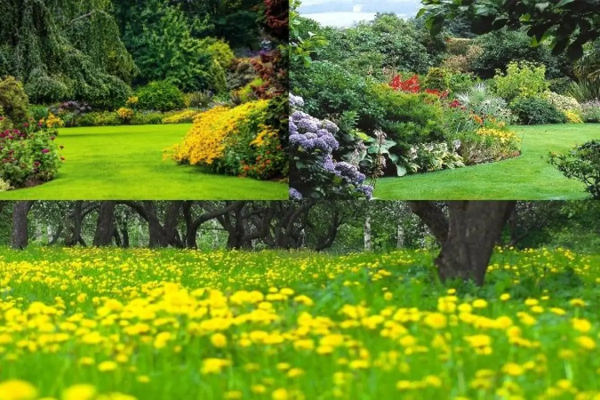 100+ ảnh background vườn cây xanh đẹp chất lượng cao