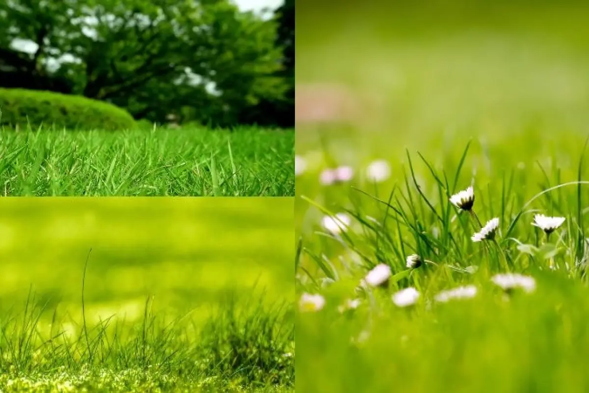 100+ ảnh background bãi cỏ đẹp tự nhiên, sắc nét nhất