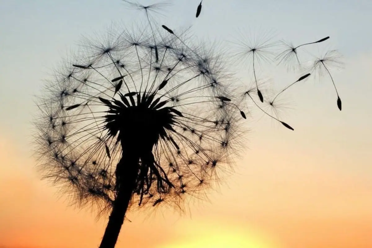 43+ background bồ công anh tô điểm mọi dự án sáng tạo