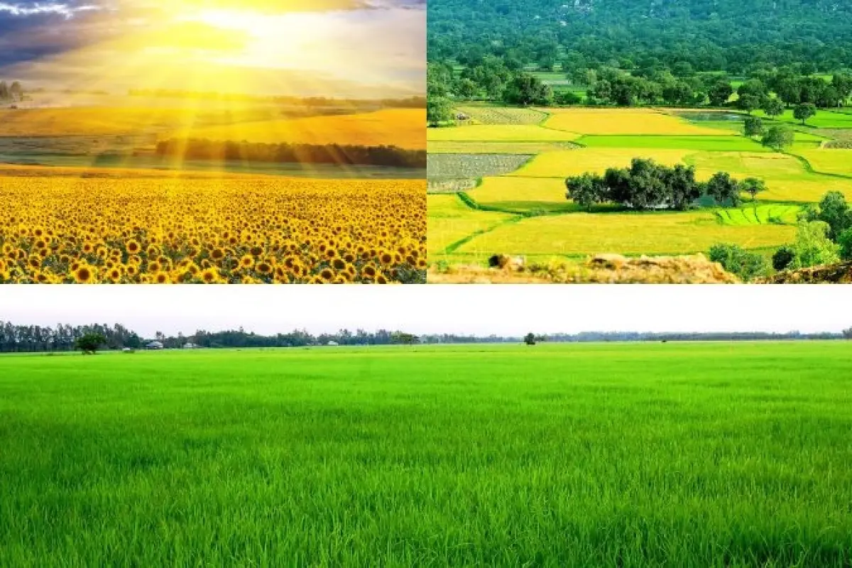 100+ ảnh background cánh đồng đẹp ngỡ ngàng như tranh