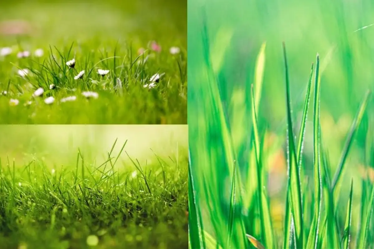 Tuyển chọn 100+ ảnh background cây cỏ đẹp tinh tế 2025