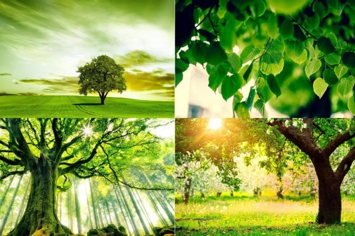 100+ ảnh background cây xanh đẹp, tự nhiên, dễ chịu