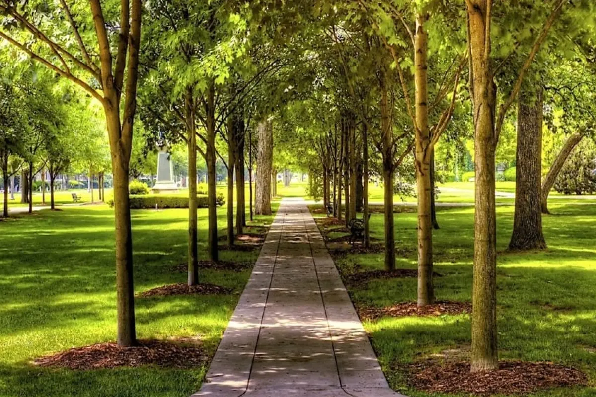 43+ background công viên rực rỡ sắc xanh đầy sức sống