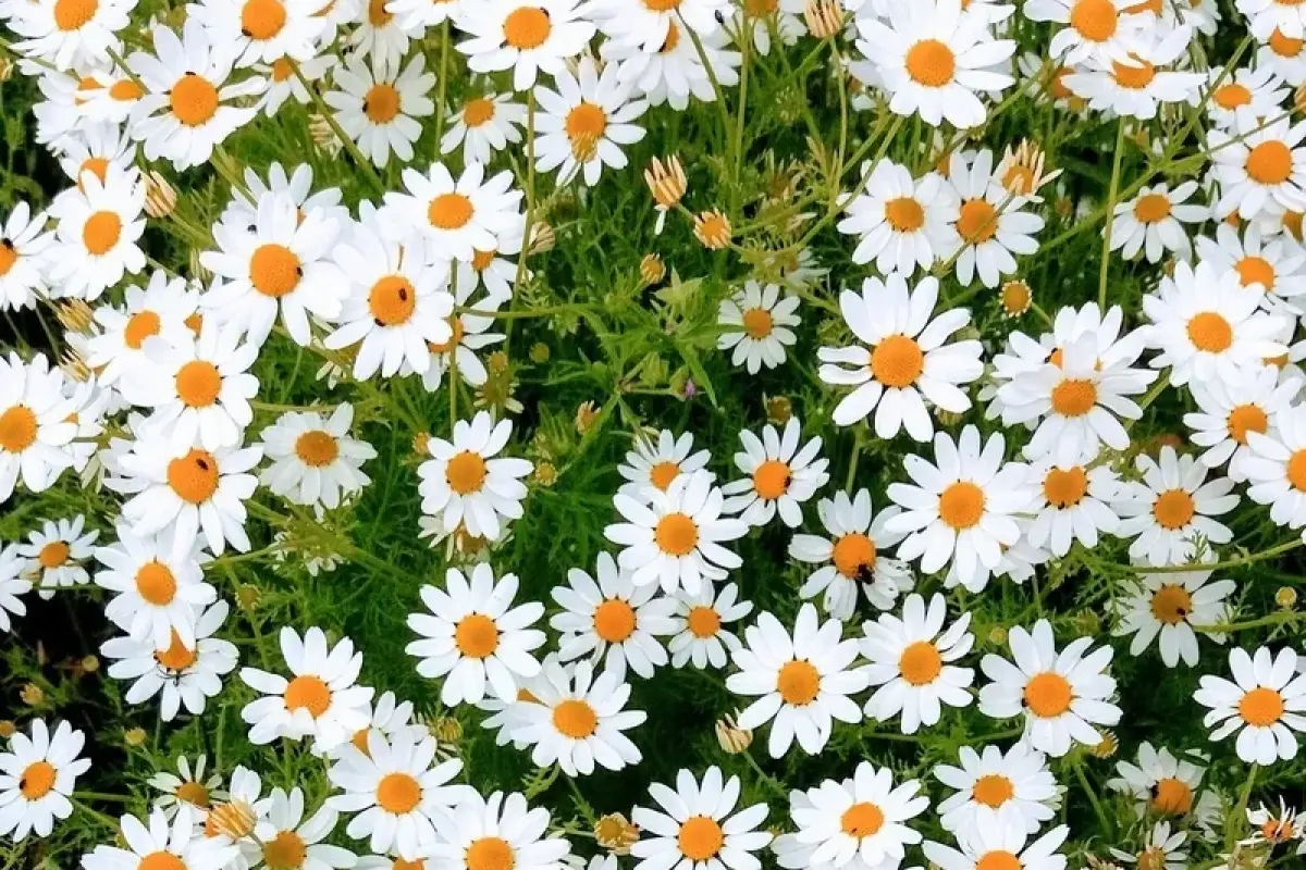 Tổng hợp 50+ ảnh background hoa cúc đẹp chất lượng cao