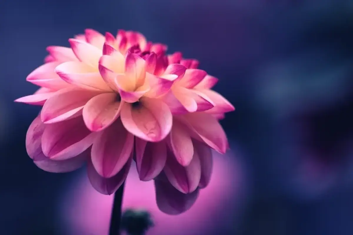 Tổng hợp 50 ảnh background hoa tuyệt đẹp chất lượng cao