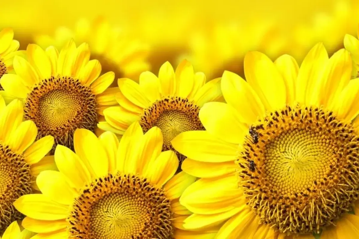 Xem ngay 60 ảnh background hoa hướng dương tuyệt đẹp nhất