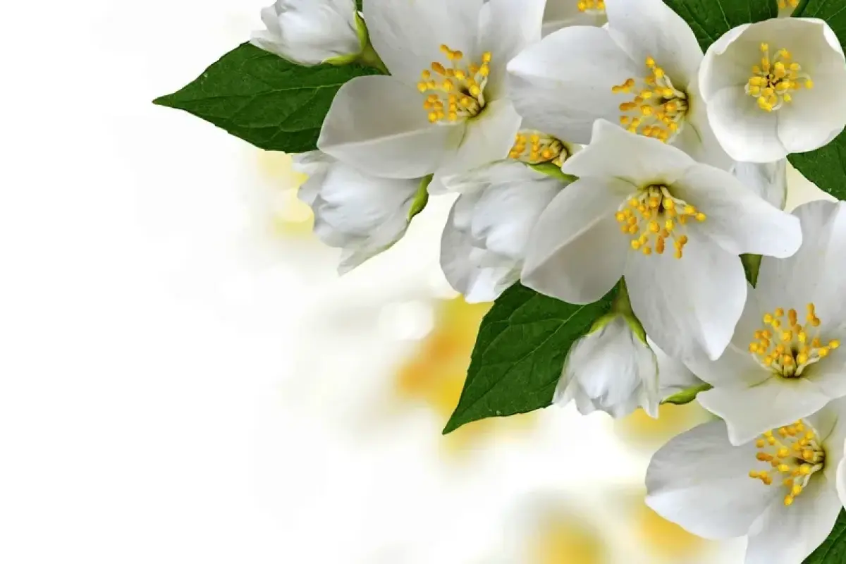 Tổng hợp 50+ ảnh background hoa nhài đẹp chất lượng cao