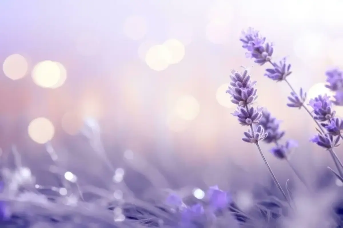 Tổng hợp 50 ảnh background hoa oải hương đẹp mê hồn