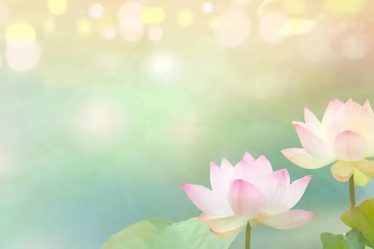 Tổng hợp 50 ảnh background hoa sen đẹp chất lượng cao