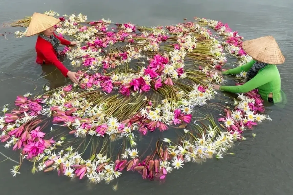 Bộ sưu tập 70 ảnh background hoa súng chất lượng full HD