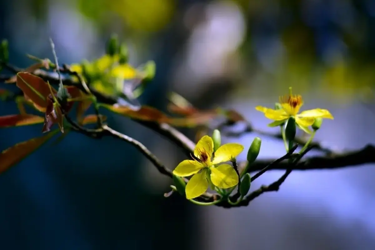 Tổng hợp 50+ ảnh background hoa Tết đẹp nhất năm nay