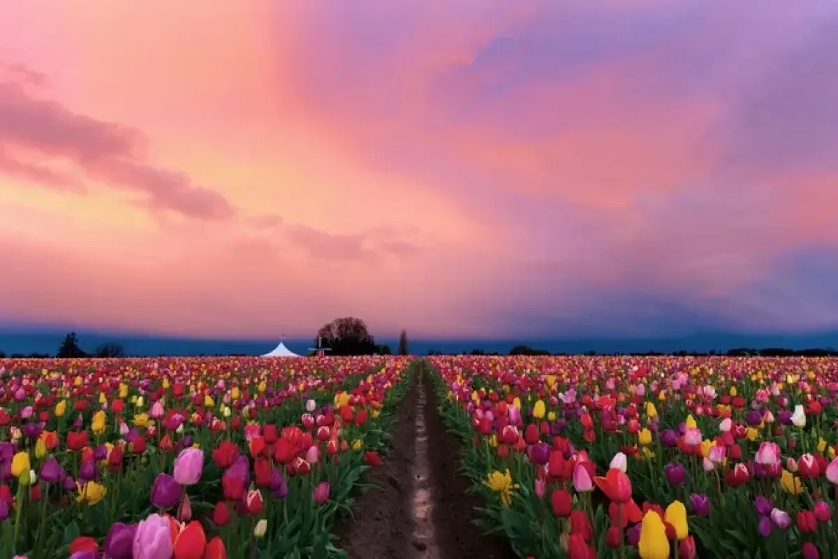 Tổng hợp 50 ảnh background hoa tulip đẹp nhất 2025