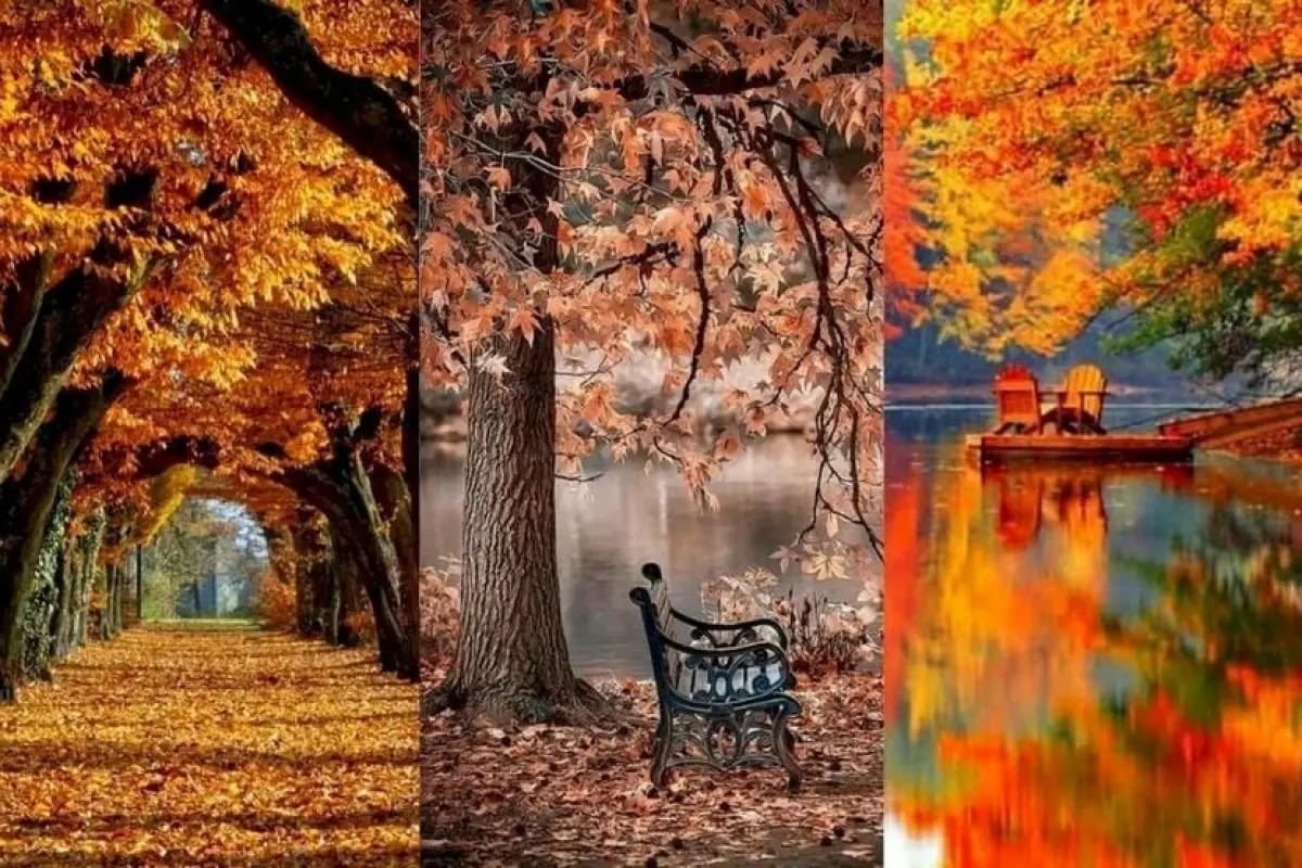55+ background mùa thu đẹp mê hoặc khiến dân mạng phát sốt