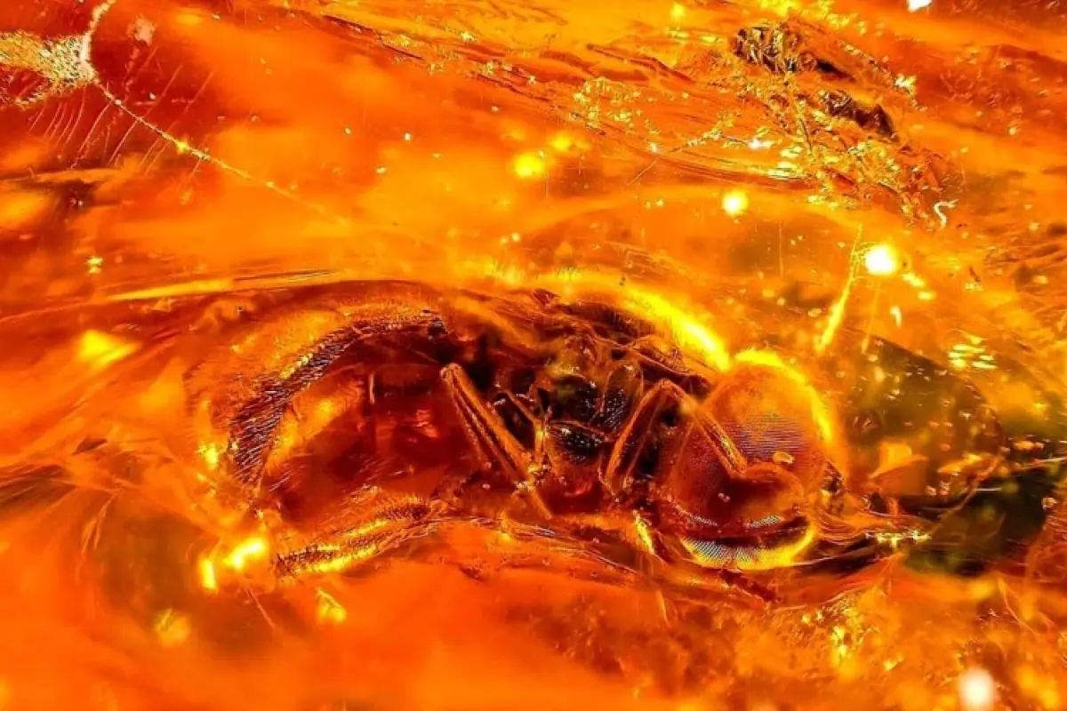 Tổng hợp 30+ ảnh background amber haze đẹp nhẹ nhàng nhất