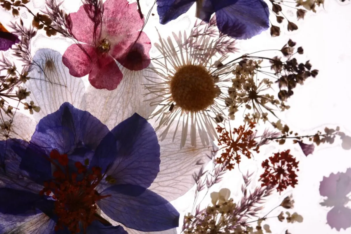 Tổng hợp 30+ ảnh background hoa khô đẹp nhất cho thiết kế