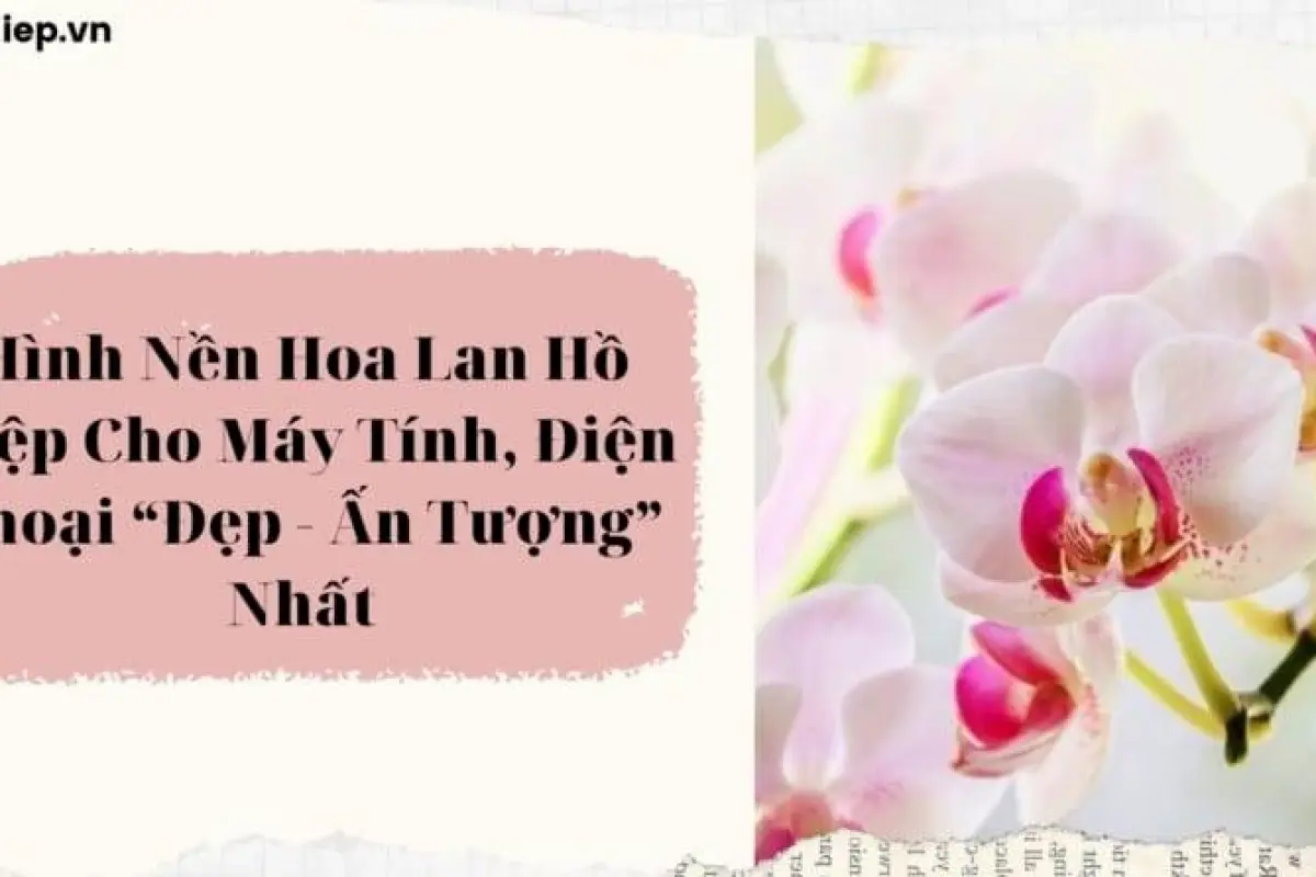 Bộ sưu tập 15 hình nền hoa lan trắng đẹp thuần khiết cho điện thoại