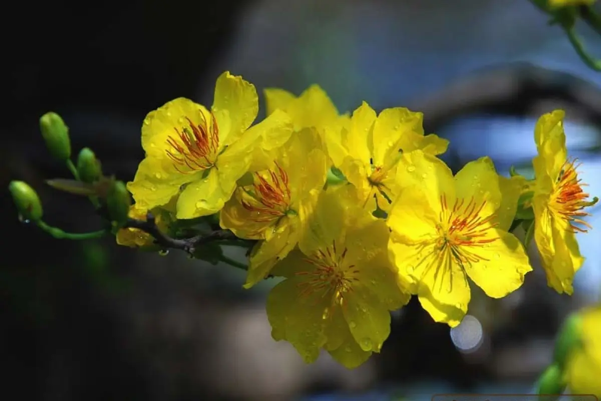 Bộ sưu tập 15+ hình nền hoa mai vàng đẹp rực rỡ đón Tết