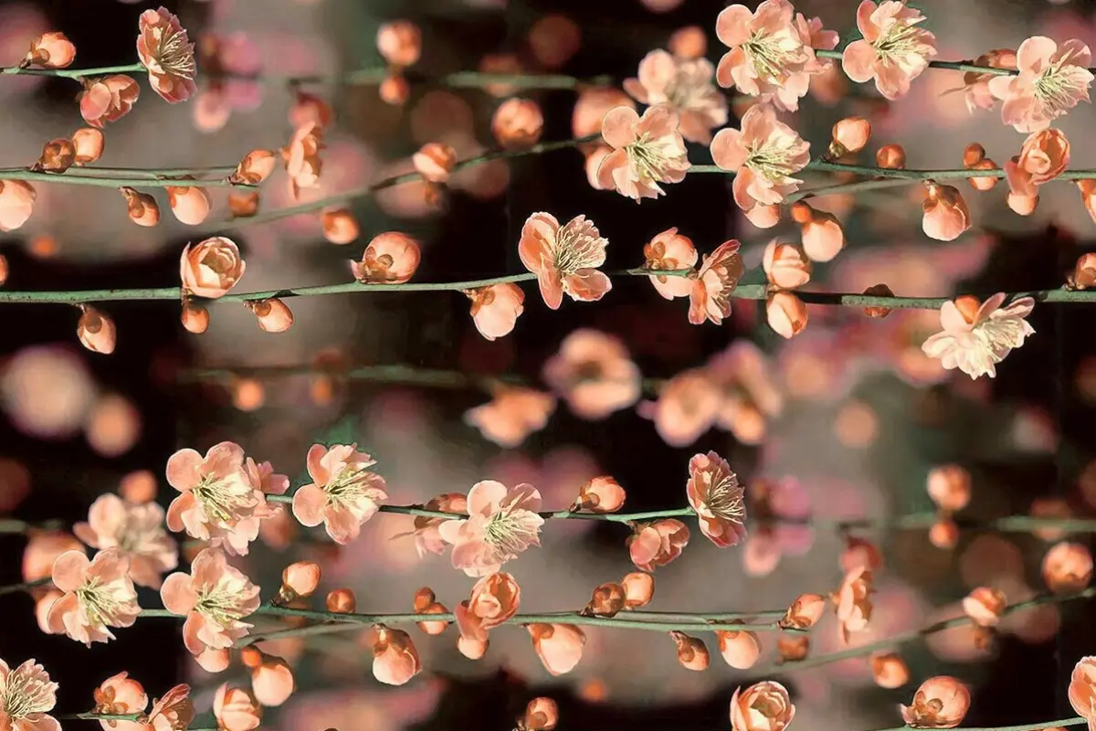 Bộ sưu tập 15+ hình nền hoa nhí đẹp thanh lịch siêu sắc nét