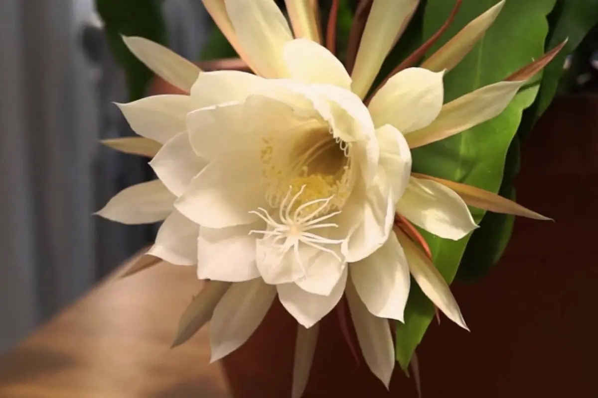 Bộ sưu tập 15 hình nền hoa quỳnh đẹp ngây ngất chất lượng cao