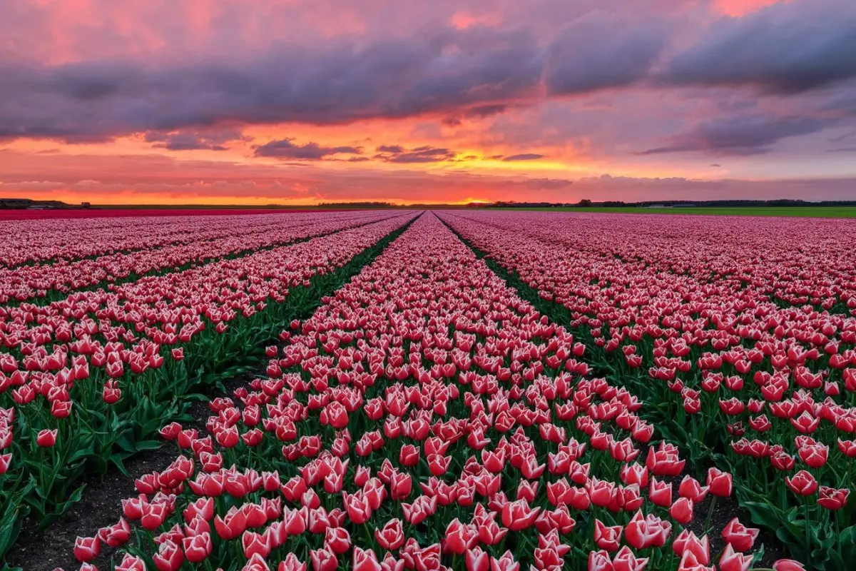 Bộ sưu tập 15+ hoa tulip làm hình nền siêu đẹp chất lượng 4K