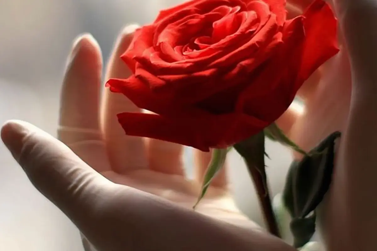 Bộ sưu tập 20+ hình nền điện thoại hoa hồng đỏ cực đẹp 2026