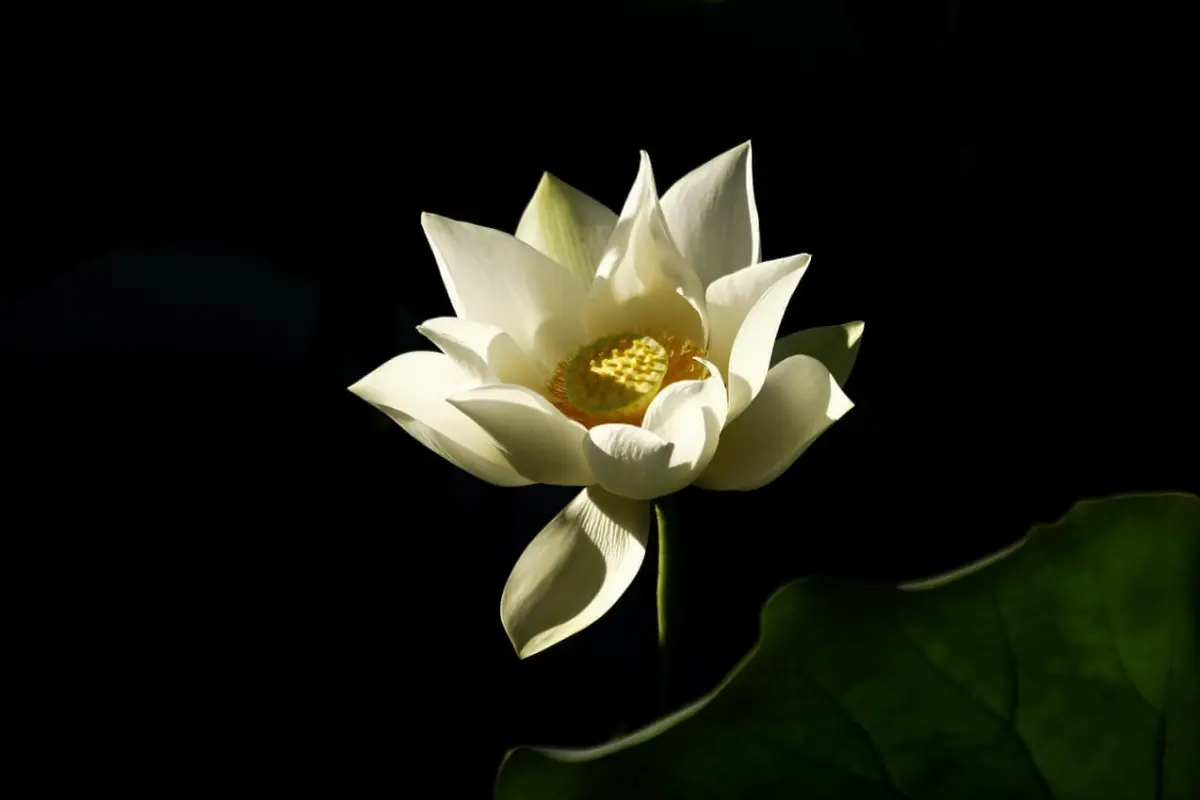 Bộ sưu tập 25 hình nền hoa sen trắng đẹp thanh tao cho máy tính