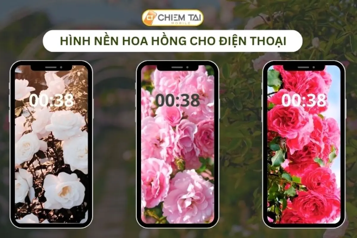 Bộ sưu tập ảnh hoa hồng làm hình nền điện thoại siêu đẹp