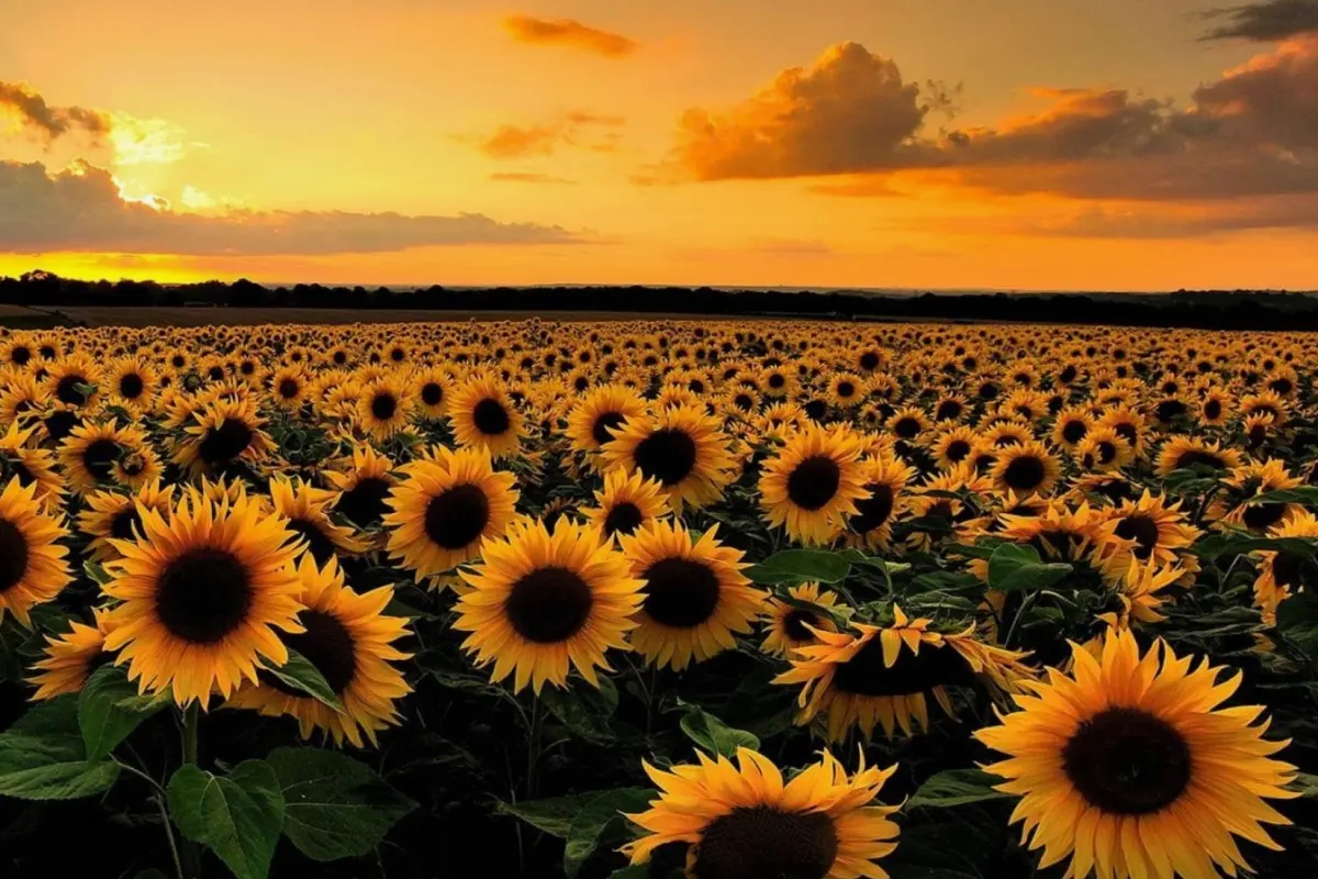 Bộ sưu tập background hoa hồng đẹp nhất mọi thời đại