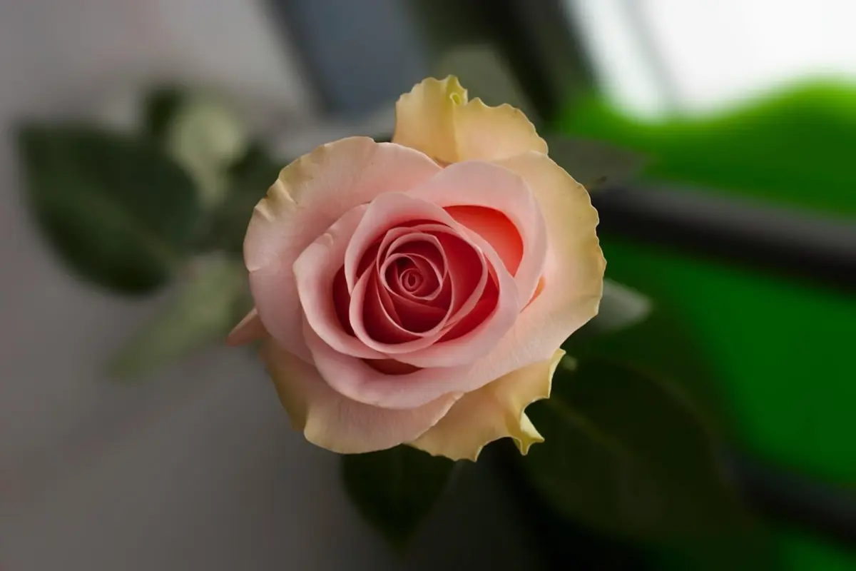 Bộ sưu tập background hoa hồng xanh tuyệt mỹ làm say đắm lòng người