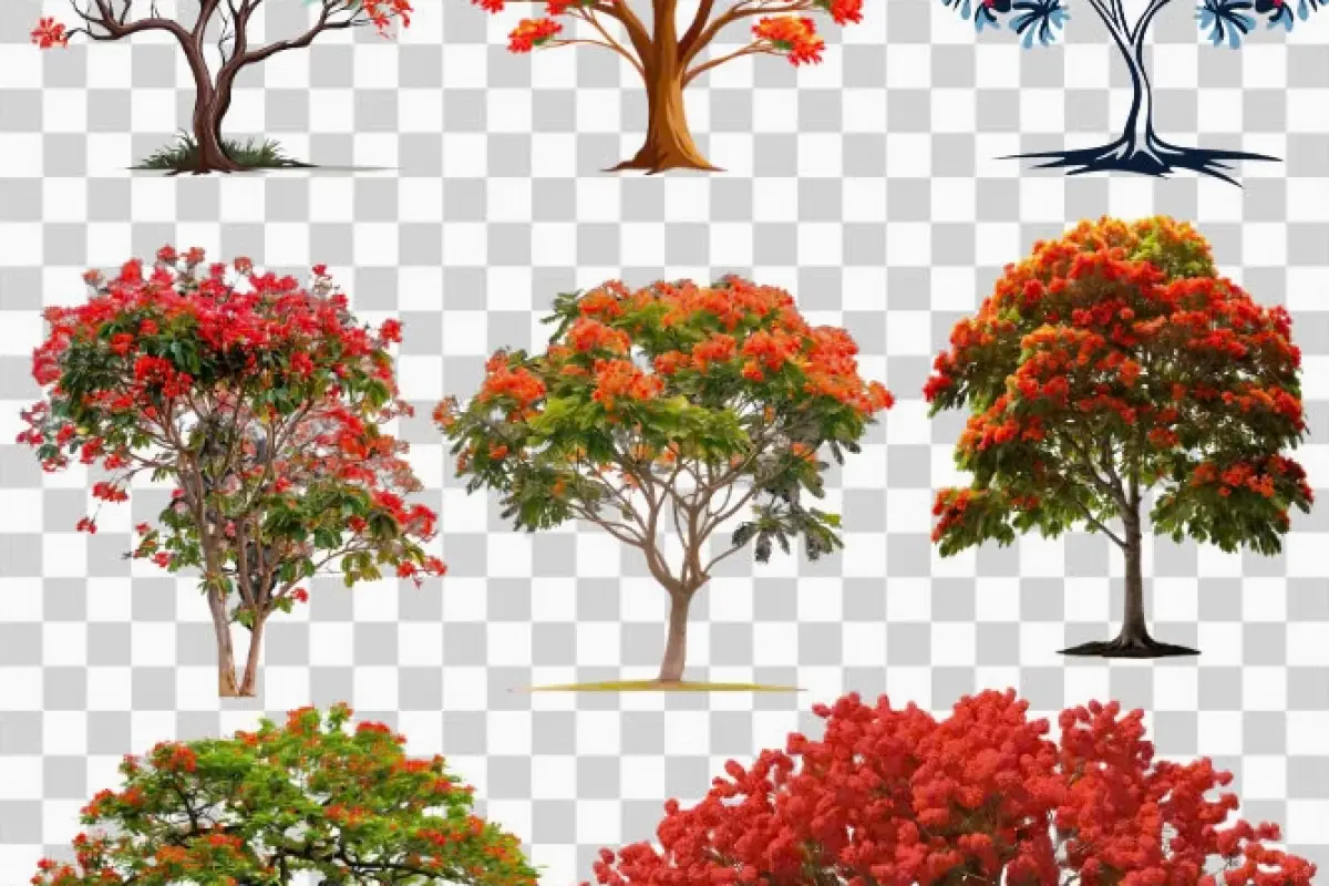 Bộ sưu tập background hoa phượng đẹp rực rỡ đón mùa hè