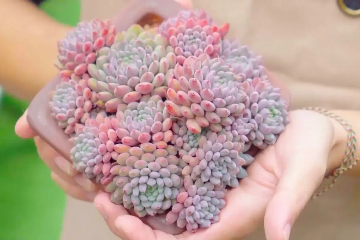 Bộ sưu tập background sen đá tuyệt đẹp chất lượng sắc nét