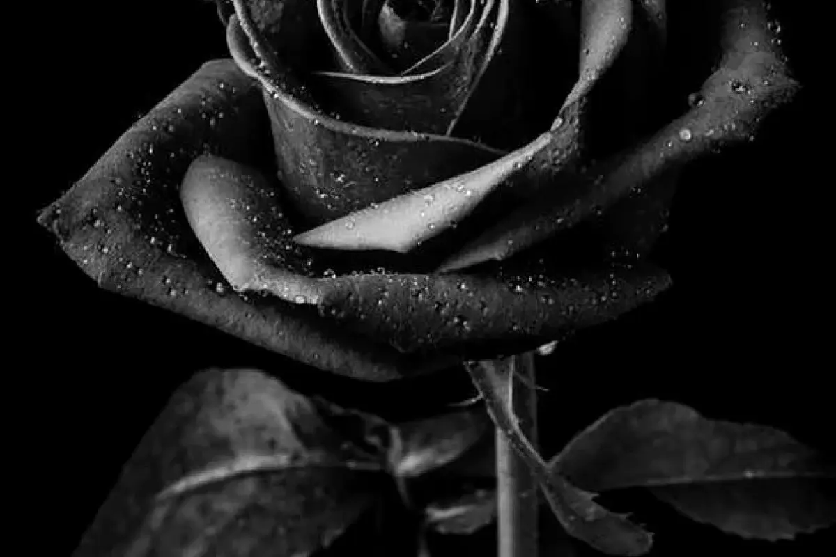 Bộ sưu tập hình nền bông hồng đen đẹp huyền bí cực chất