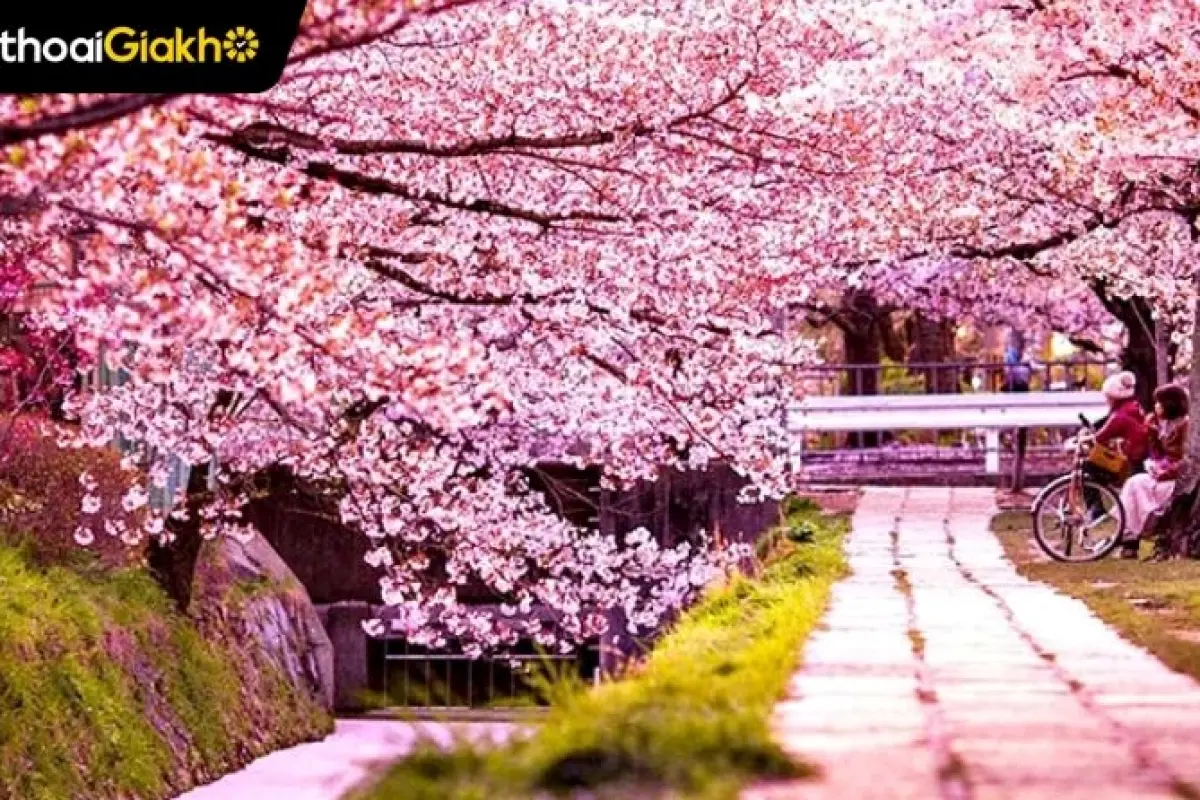 Bộ sưu tập hình nền hoa anh đào full hd tuyệt đẹp