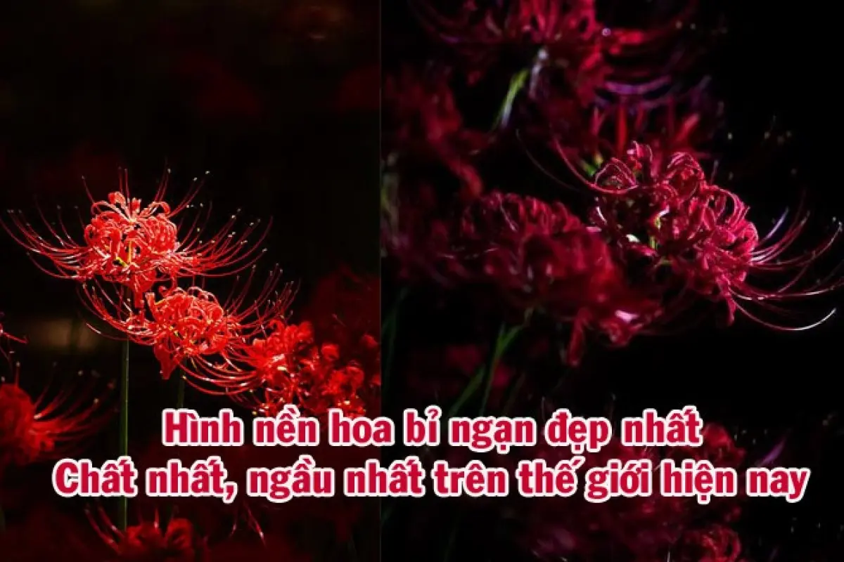 Bộ sưu tập hình nền hoa bỉ ngạn cho điện thoại siêu sắc nét