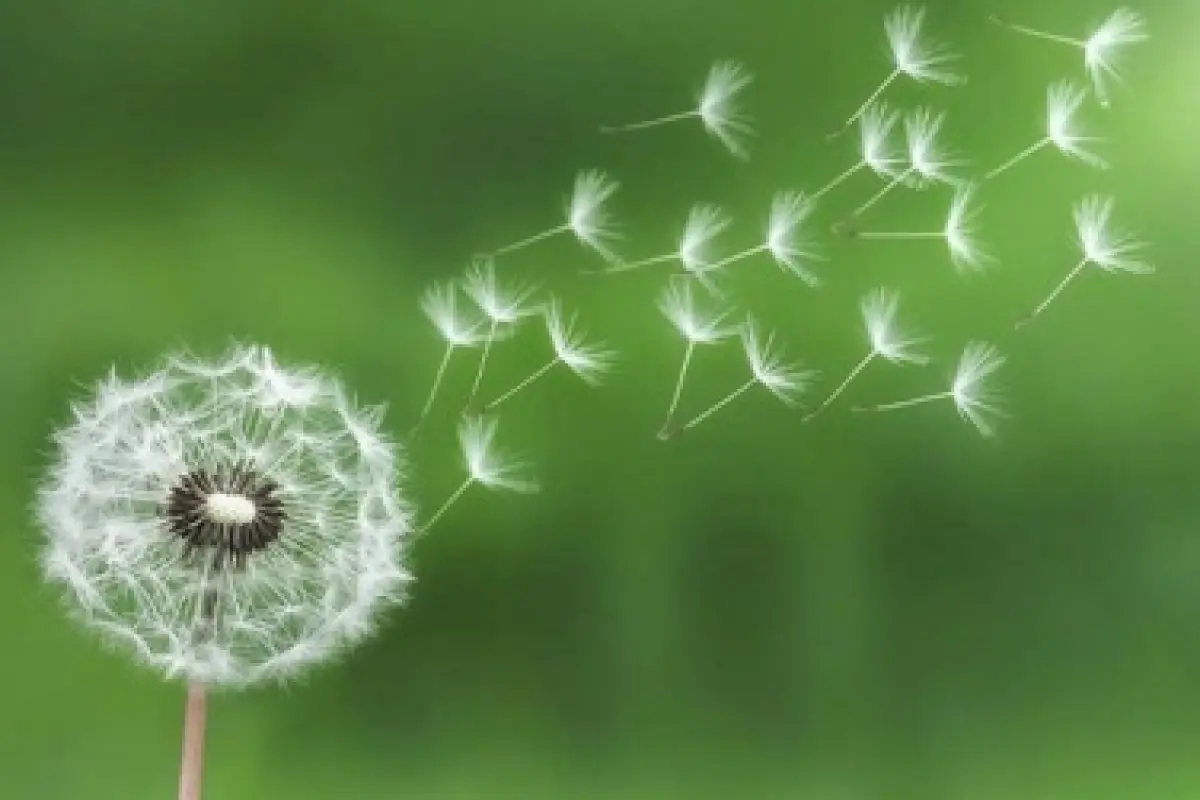 Bộ sưu tập hình nền hoa bồ công anh tím tuyệt đẹp lung linh