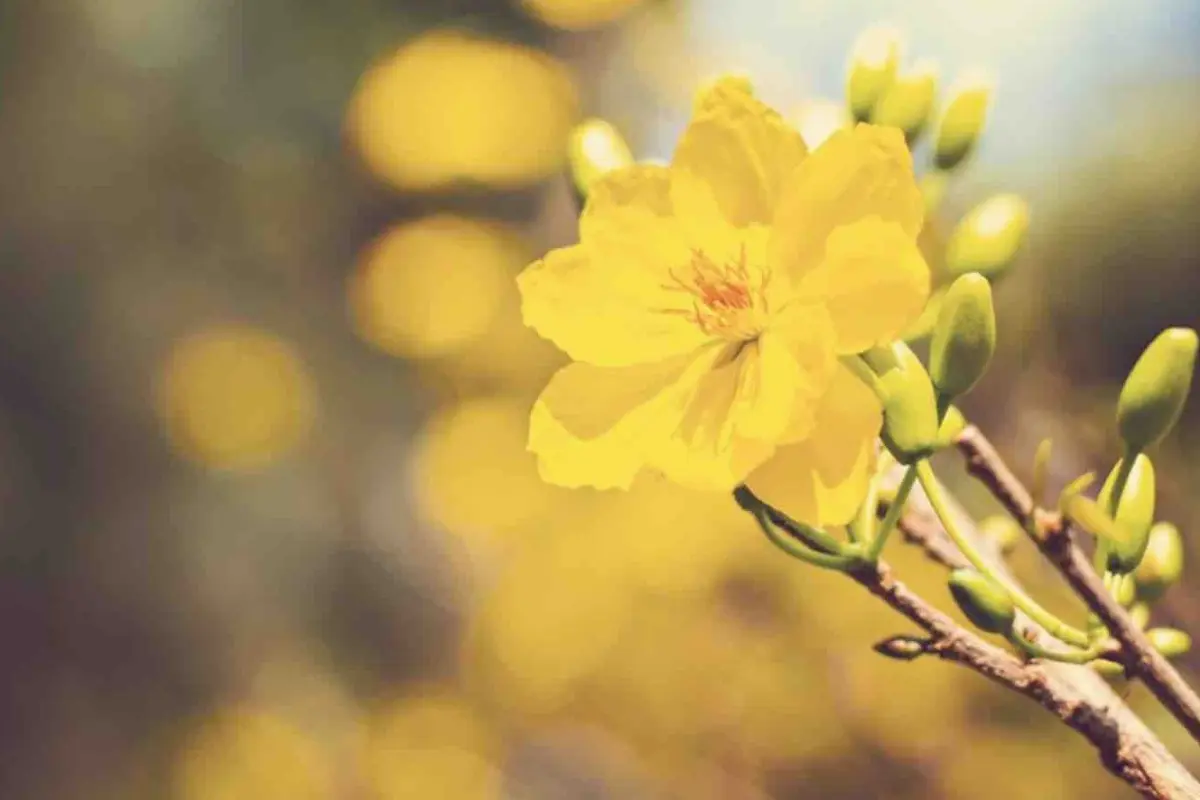 Bộ sưu tập hình nền hoa cỏ mùa xuân tuyệt đẹp nhất 2026