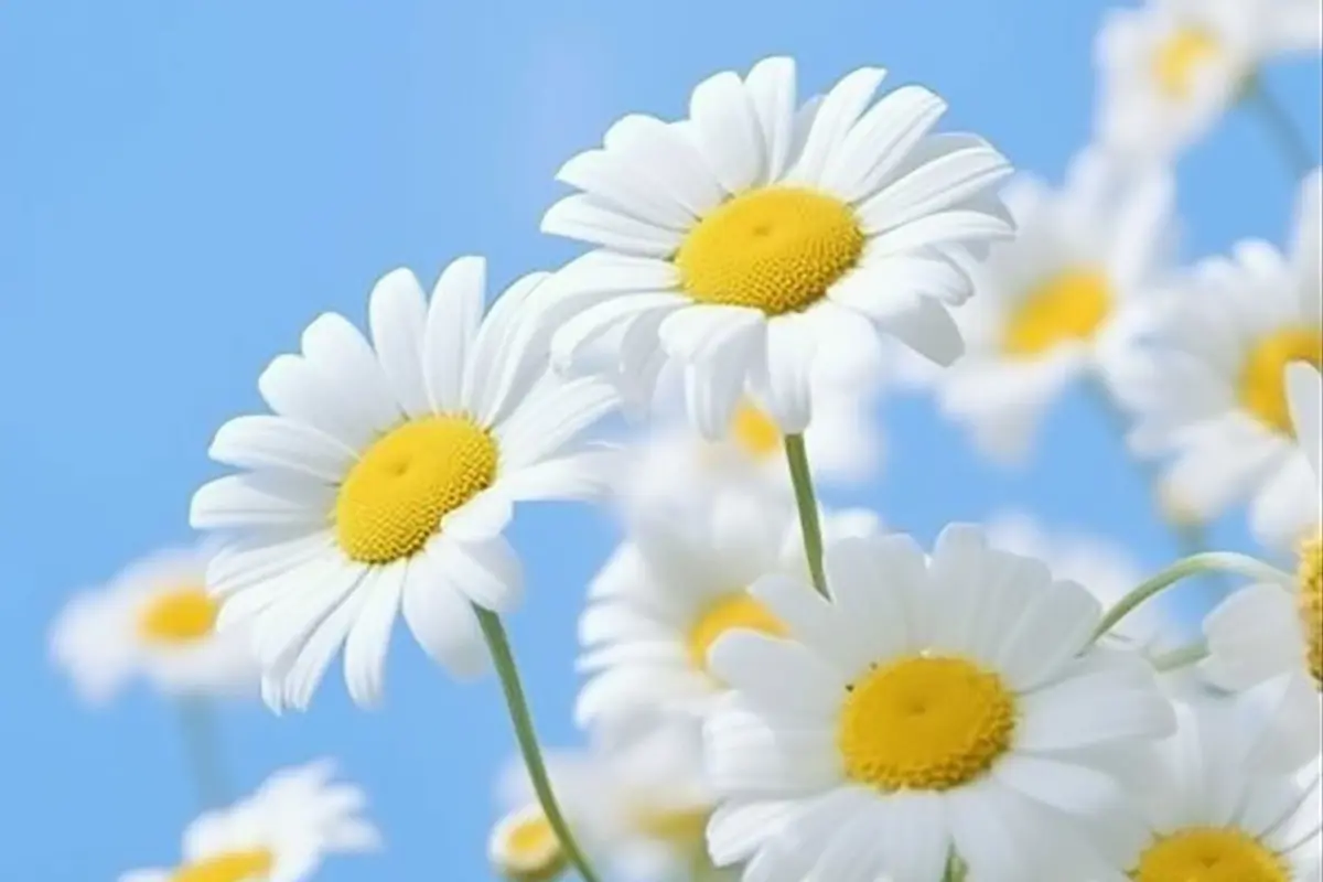 Bộ sưu tập hình nền hoa cúc cute dễ thương nhất cho điện thoại và máy tính