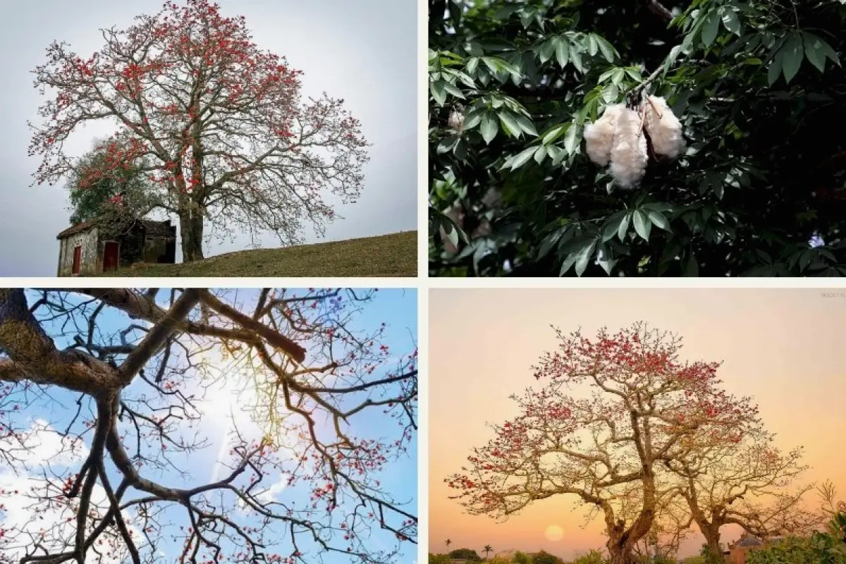 Bộ sưu tập hình nền hoa gạo rực rỡ mang nét đẹp làng quê mộc mạc