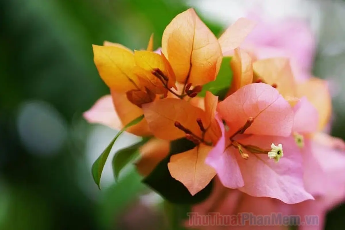 Bộ sưu tập hình nền hoa giấy đẹp rực rỡ sắc màu trang trí cực chất