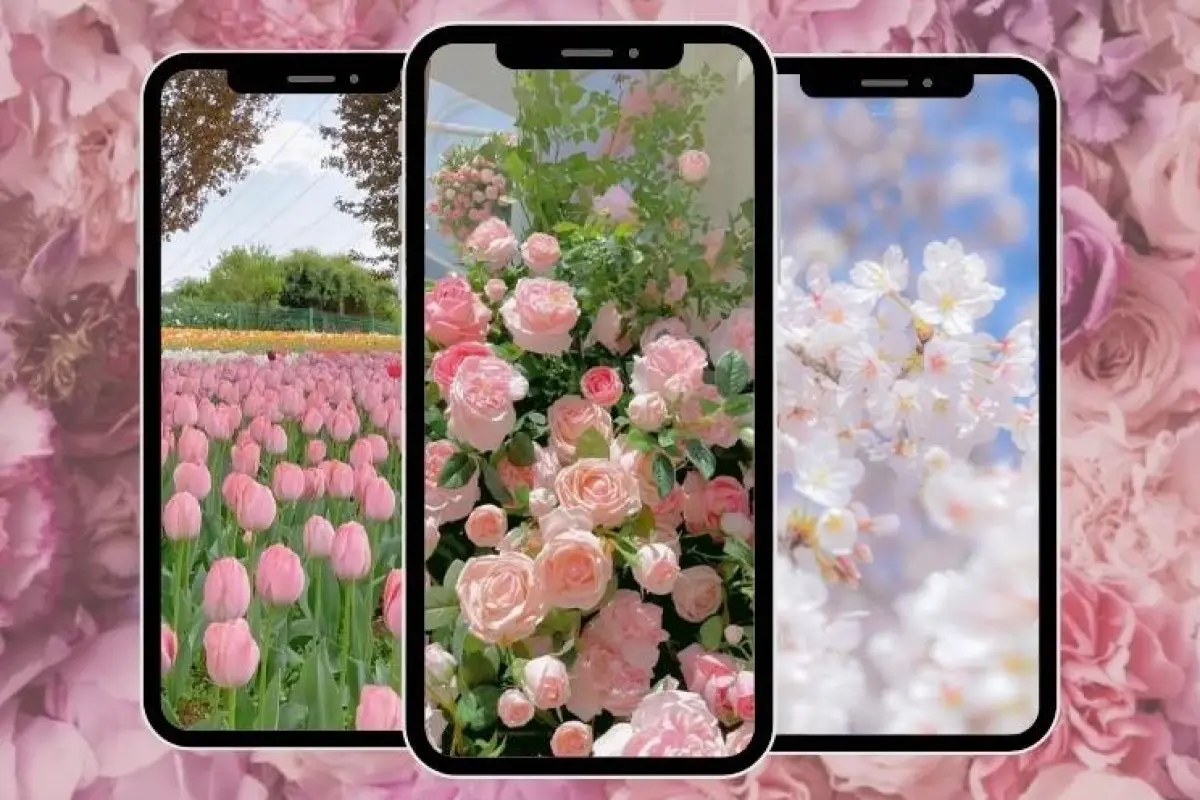 Bộ sưu tập hình nền hoa hồng cho iPhone tuyệt đẹp sắc nét