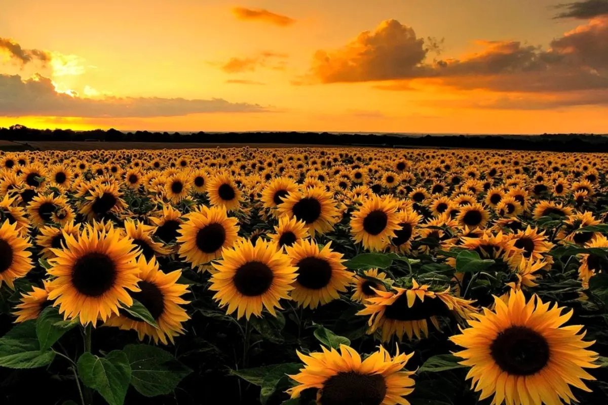 Bộ sưu tập hình nền hoa hồng đen cho iphone đẹp ngất ngây