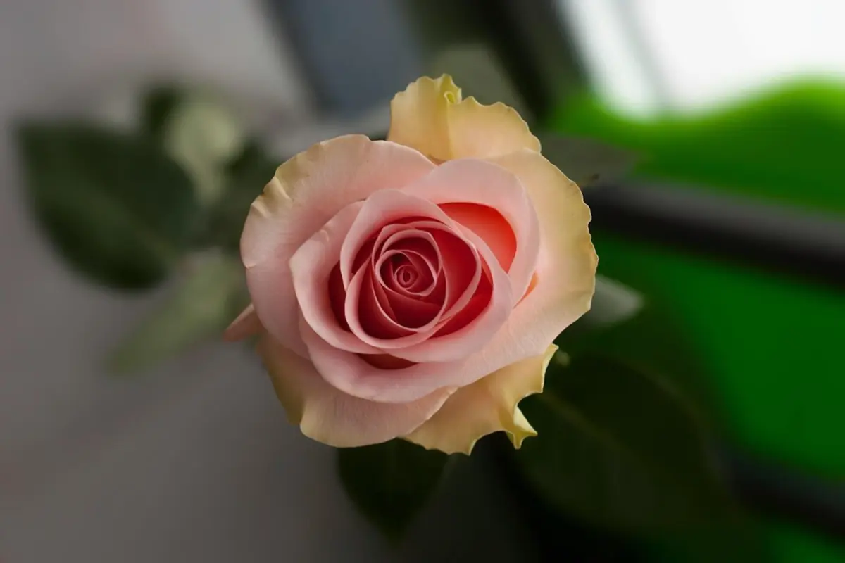 Bộ sưu tập hình nền hoa hồng trắng cực đẹp chuẩn nét