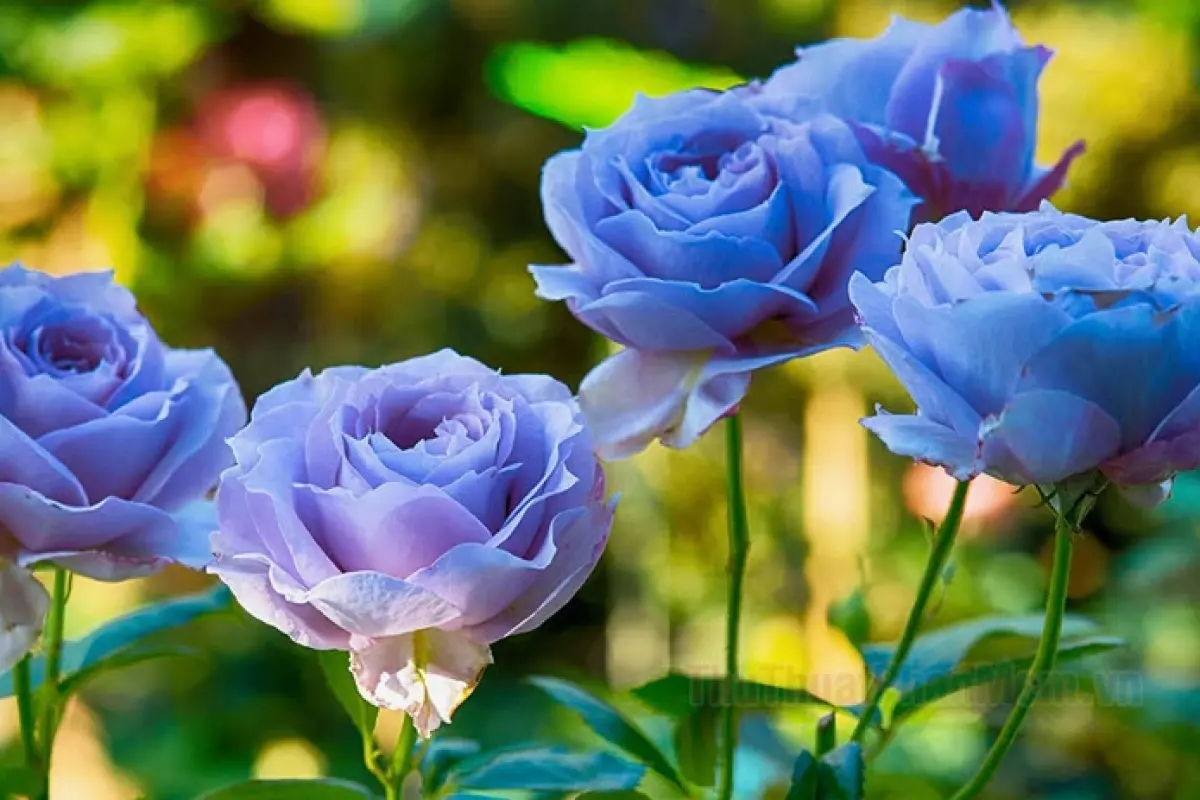 Bộ sưu tập hình nền hoa hồng xanh đẹp cho điện thoại