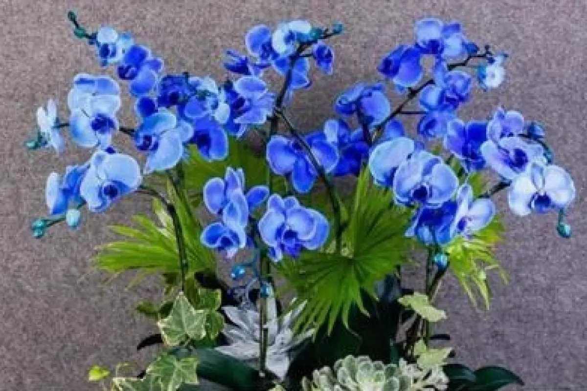 Bộ sưu tập hình nền hoa lan hồ điệp tuyệt đẹp sang trọng