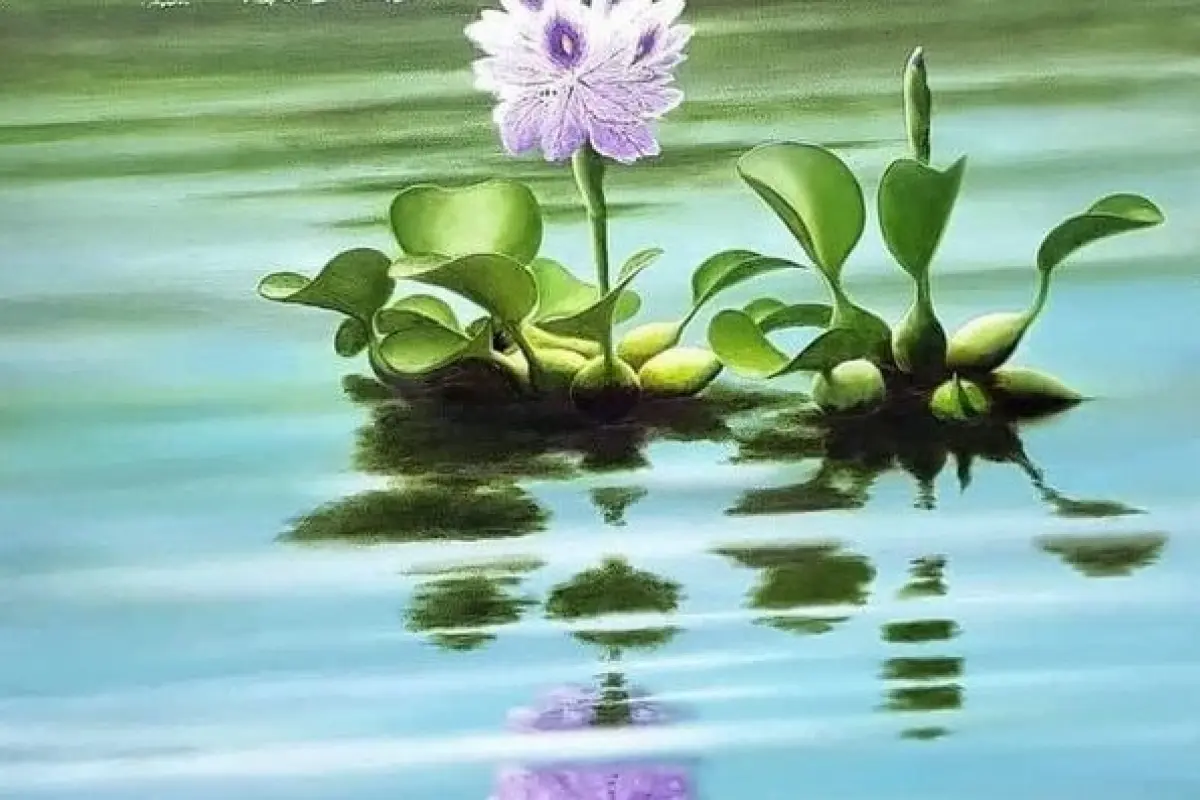 Bộ sưu tập hình nền hoa lục bình tuyệt đẹp và thanh bình