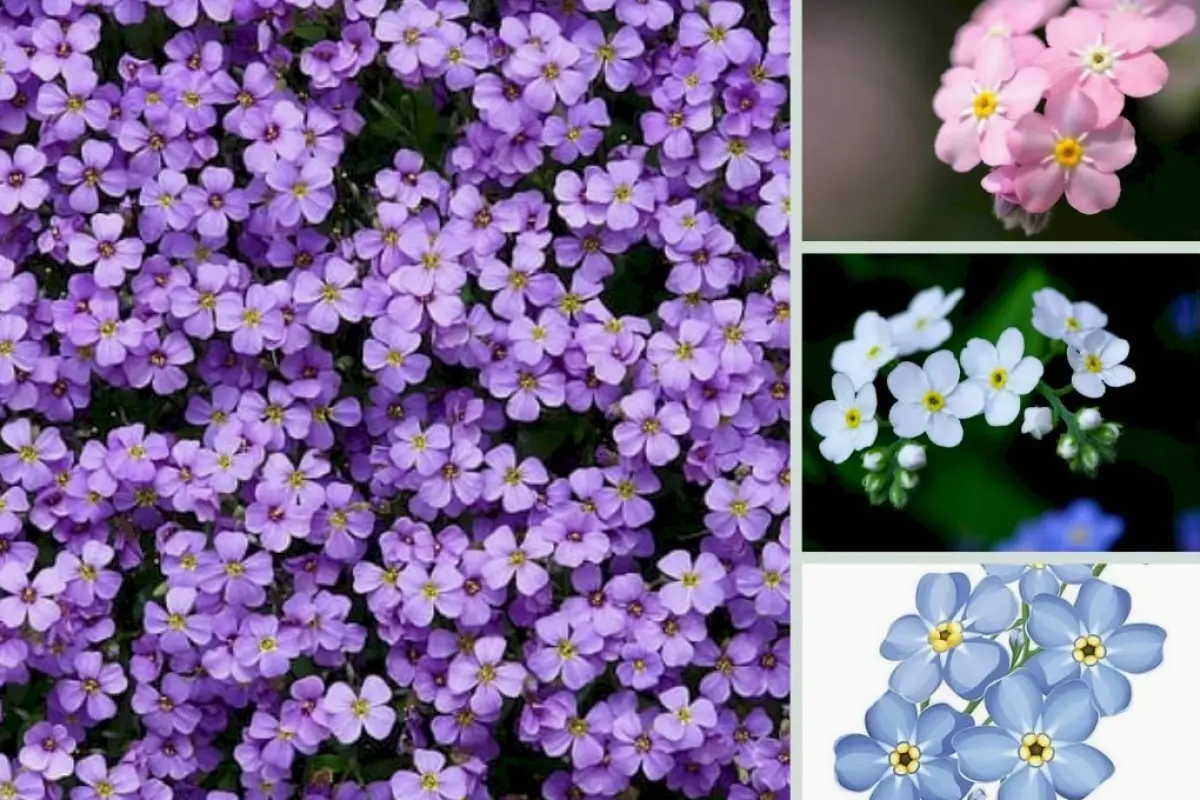 Bộ sưu tập hình nền hoa lưu ly đẹp nhất dành cho bạn