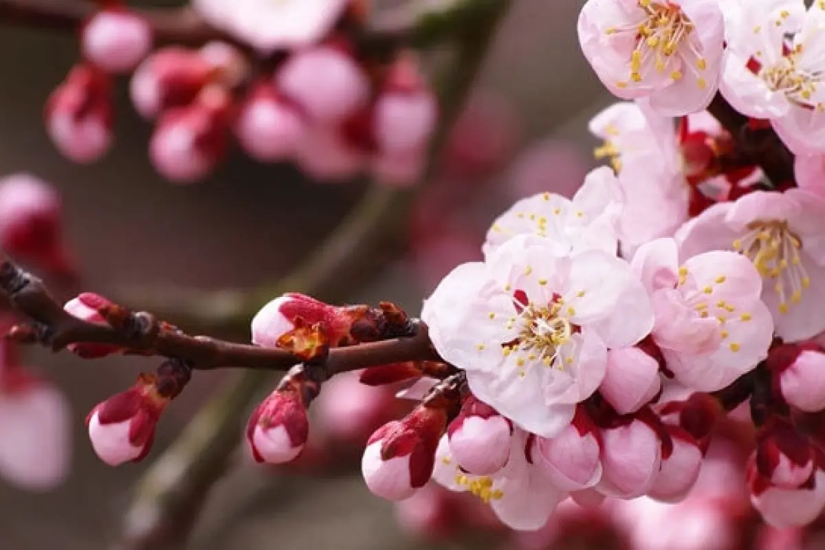 Bộ sưu tập hình nền hoa mai hoa đào cực đẹp đón xuân 2026