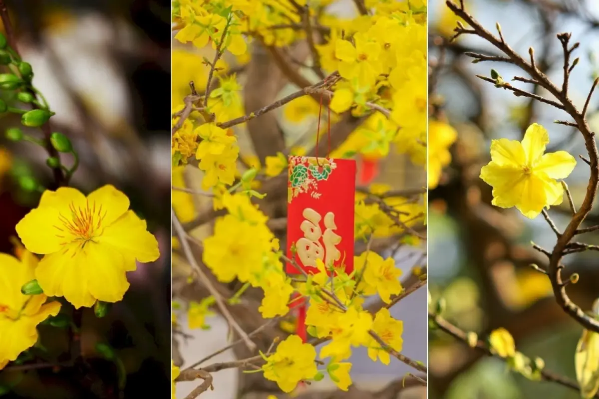 Bộ sưu tập hình nền hoa mai ngày tết rực rỡ đón xuân sang