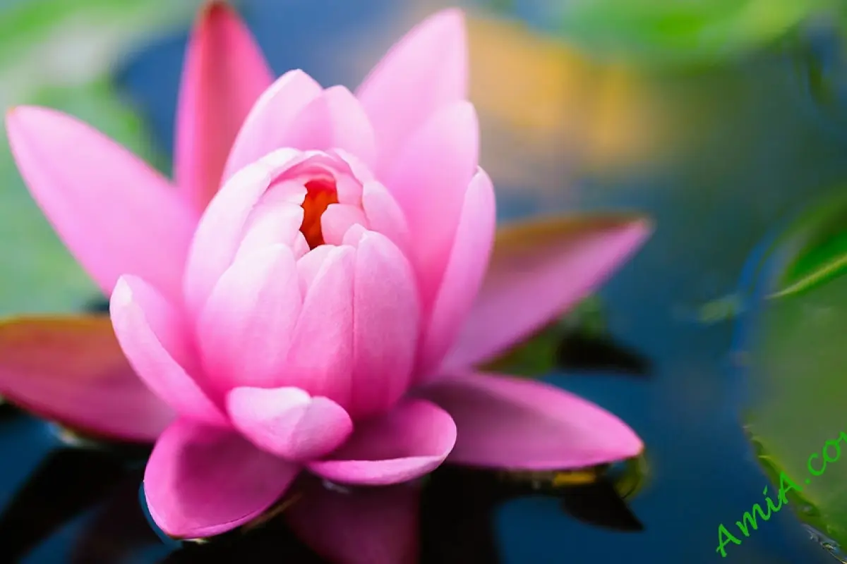 Bộ sưu tập hình nền hoa sen hồng đẹp sắc nét