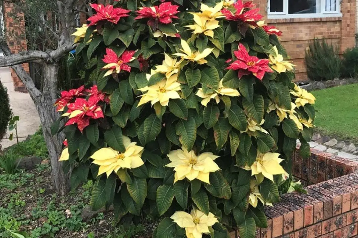 Bộ sưu tập hình nền hoa trạng nguyên đẹp rực rỡ và ý nghĩa